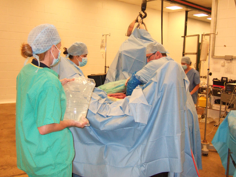 Peasebrook Equine Clinic Pictures